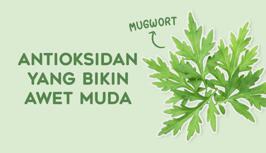 Mugwort: Antioksidan yang Bikin Kulit Tetap Awet Muda!